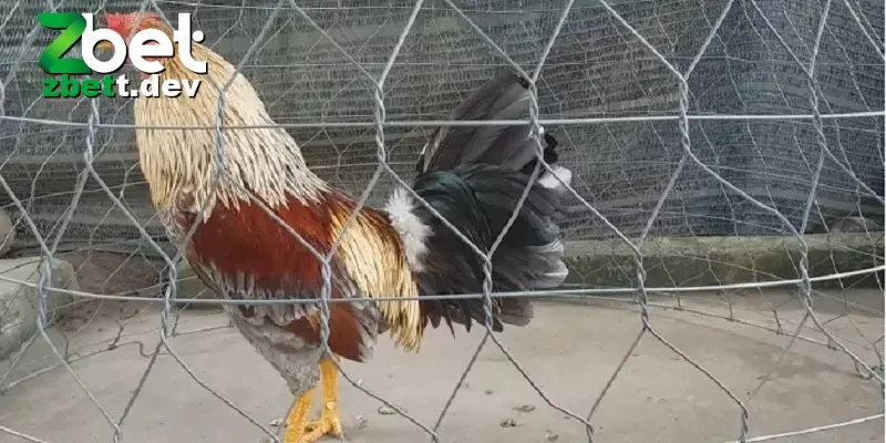 Cách Nuôi Gà Đá: Hướng Dẫn Chi Tiết Cho Người Mới Bắt Đầu 3 Cách nuôi gà đá phù hợp bằng cách chọn giống gà phù hợp