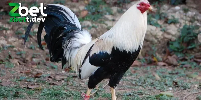 Cách Nuôi Gà Đá: Hướng Dẫn Chi Tiết Cho Người Mới Bắt Đầu 4 Áp dụng cách nuôi gà đá phù hợp theo các bài huấn luyện