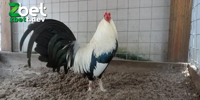 Cách Nuôi Gà Đá: Hướng Dẫn Chi Tiết Cho Người Mới Bắt Đầu 2 Hiểu loại gà trước khi tìm kiếm về cách nuôi ga đá