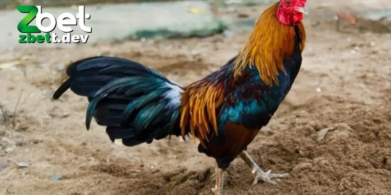 Cách Nuôi Gà Đá: Hướng Dẫn Chi Tiết Cho Người Mới Bắt Đầu 5 Chăm sóc sức khỏe cho gà đá theo chế độ phù hợp