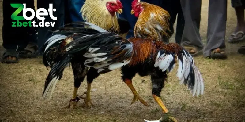 Đá Gà Thomo: Trải Nghiệm Thú Vị Về Môn Thể Thao Truyền Thống 3 Quy trình cơ bản khi tham gia chơi đá kê thomo