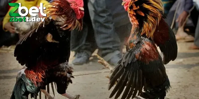 Đá Gà Thomo: Trải Nghiệm Thú Vị Về Môn Thể Thao Truyền Thống 5 3 lưu ý quan trọng khi tham gia chơi đá gà thomo