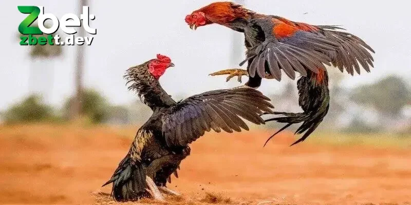 Đá Gà Trực Tiếp 24/7 Đặc Sắc Và Các Mẹo Cược Cực Hay 5 Những lưu ý quan trong khi tham gia chơi đá gà cần nhớ