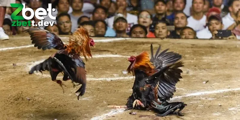 Đá Gà Trực Tiếp 24/7 Đặc Sắc Và Các Mẹo Cược Cực Hay 4 4 bước tham gia đá gà trực tiếp đơn giản và nhanh chóng