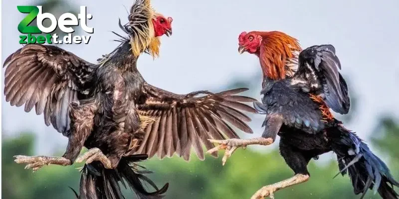 Đá Gà Trực Tiếp 24/7 Đặc Sắc Và Các Mẹo Cược Cực Hay 3 Những ưu điểm nổi bật khi tham gia chơi đá gà trực tiếp 24/7