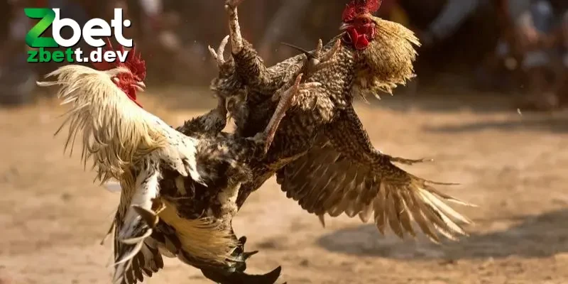 Đá Gà Trực Tiếp 24/7 Đặc Sắc Và Các Mẹo Cược Cực Hay 2 Hiểu rõ về khái niệm đá gà trực tiếp 24/7 trước khi chơi