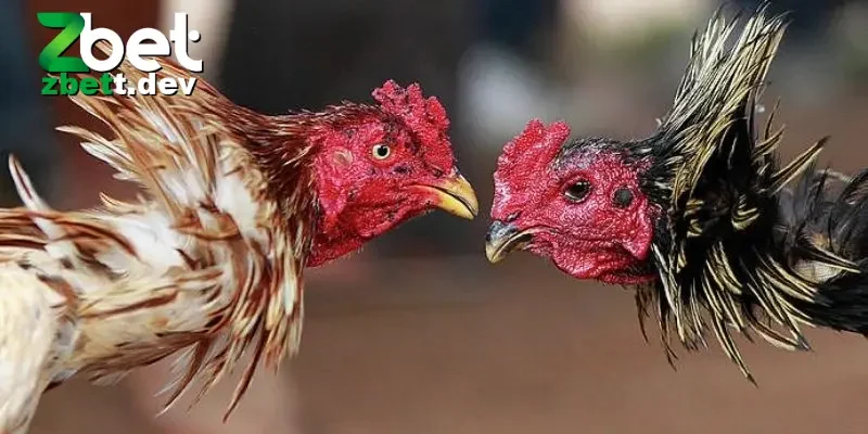 Khái niệm tổng quan về đá gà Zbet